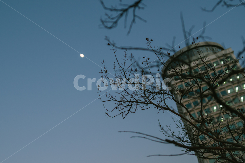 나무,나뭇가지,건물,달,밤,야경,도시,도심,불빛,nightcity,light,빛,nightscape,야경,밤,풍경,nightscape,night,landscape,건축물,건물외관,exterior,building,structure,architecture,construction