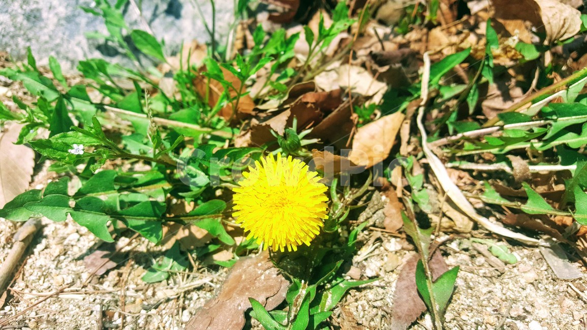 민들레,봄꽃,봄,민들레꽃,노란꽃,봄,계절,spring,season,식물,자연,plants,nature,꽃,flower,plant