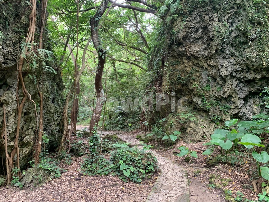 ground,바닥,숲,forest,길,path,초록,green,나무,tree,식물,plant,자연,풍경,nature,landscape