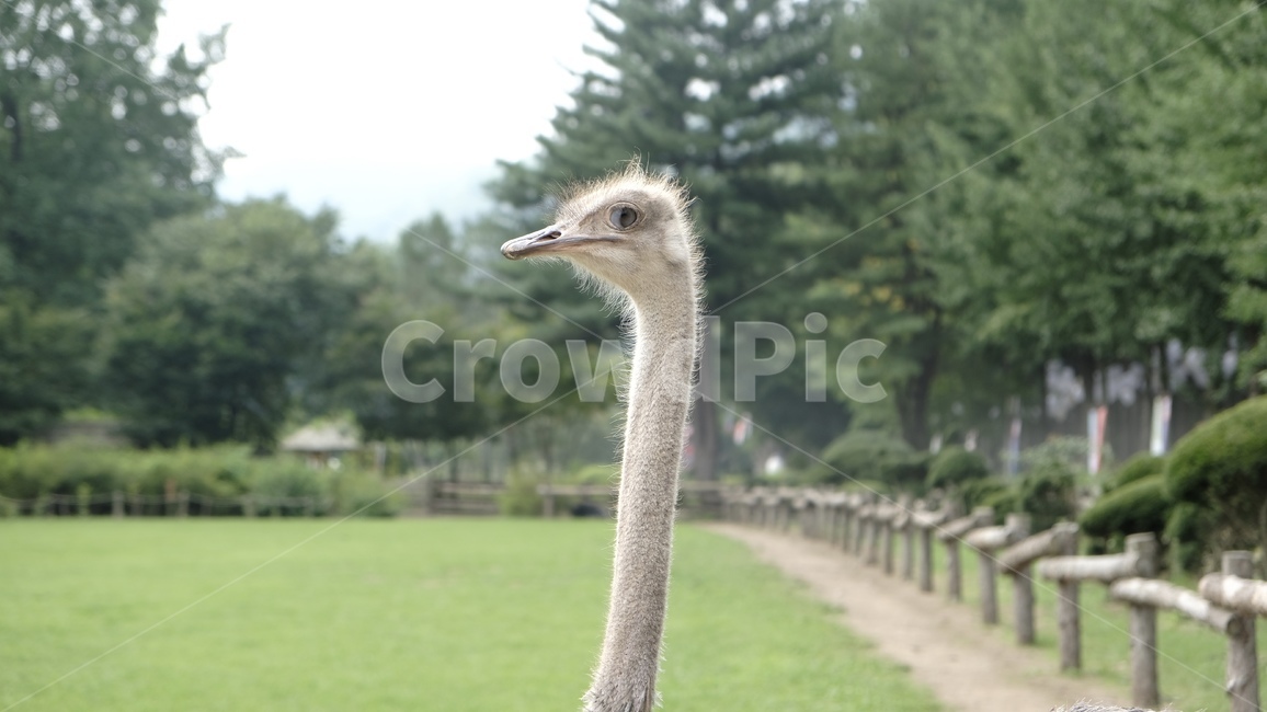타조,타조얼굴,타조목,ostrich,동물,목이긴동물,남이섬타조,남이섬,초록,자연,나무,숲,초원,잔디,힐링,교감,타조옆모습,야생동물,초원동물