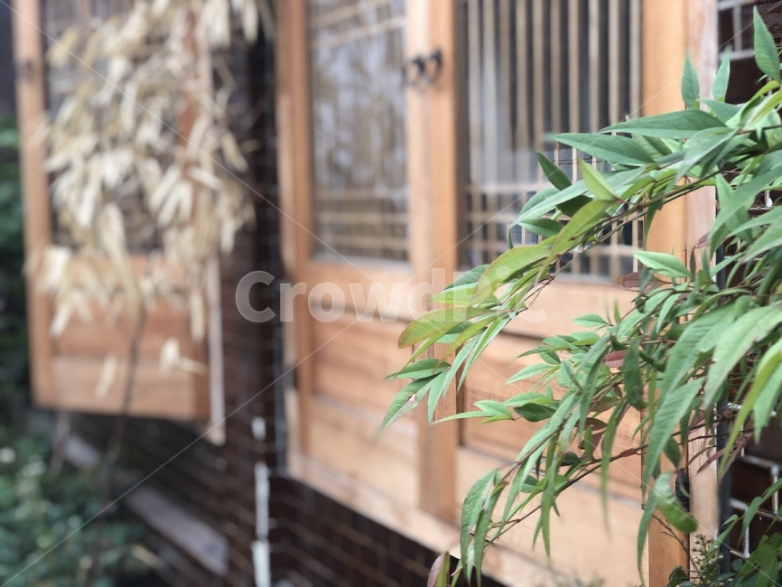 plant,식물,전통,전통가옥,분위기,전통적인,창문,고풍스러운,오래된