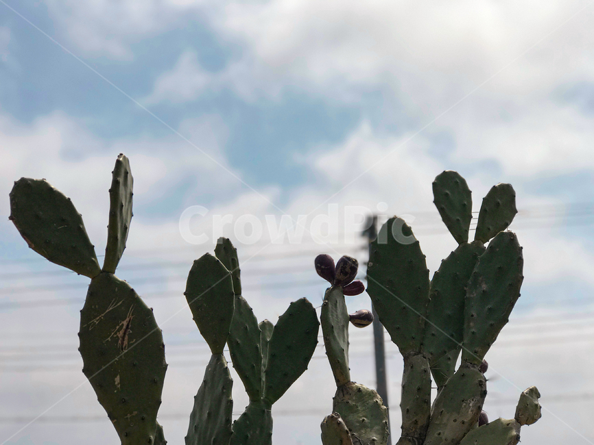 선인장,cactus,plant,식물,cloud,구름,식물,자연,plants,nature