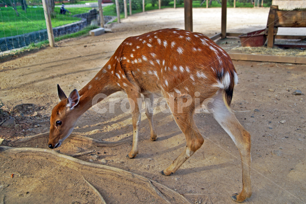 꽃사슴,사슴,동물,반점,월미공원,대륙사슴,매화사슴,포유동물,동물,animal,포유류,mammal