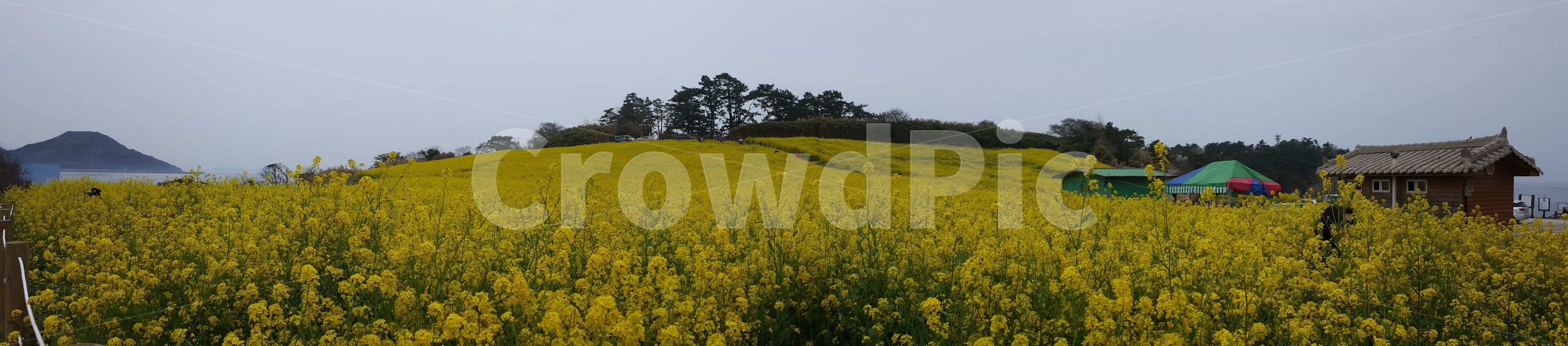 유채꽃,꽃,노랑,노란색,꽃밭,봄,계절,spring,season,자연,풍경,nature,landscape,outdoors,옥외,grassland,목초지,field,들