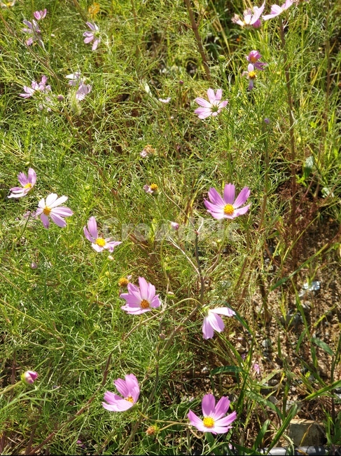 식물,plant,blossom,flower,꽃,아네모네,anemone,코스모스,가을,가을꽃,가을들판,9월,10월,분홍코스모스,핑크,분홍,식물,자연,plants,nature,꽃,flower