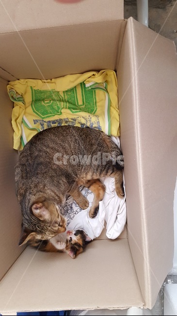 cat,고양이,동물,길냥이,힐링,동물,animal,포유류,mammal,고양이,cat,kitten,kitty