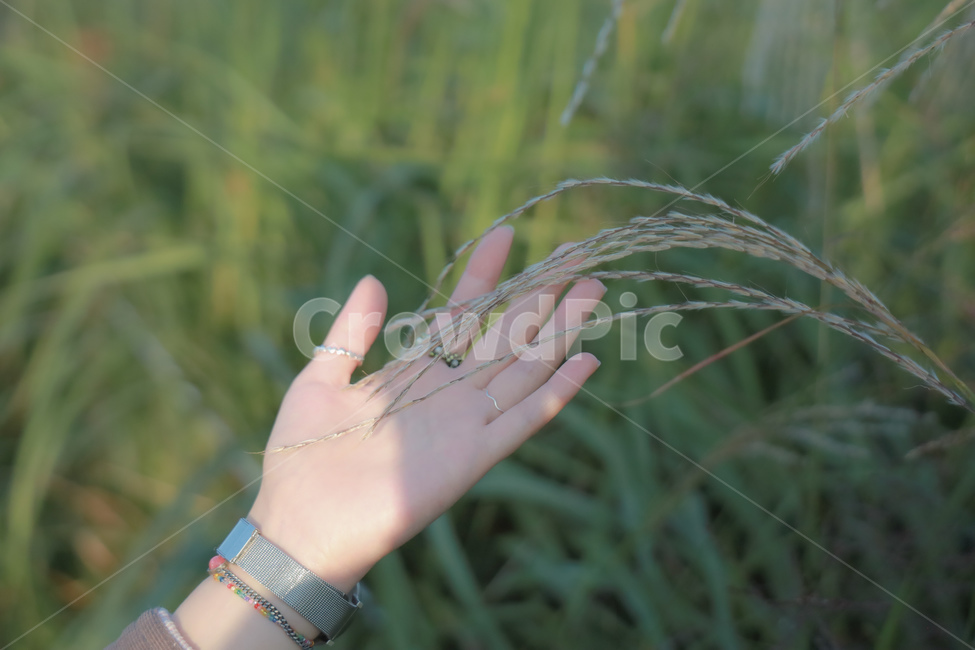 갈대,손,식물,가을,녹색,가을,계절,fall,autumn,season,사람,인물,인간,human,person,신체일부,몸,body,감성,sensible,feeling