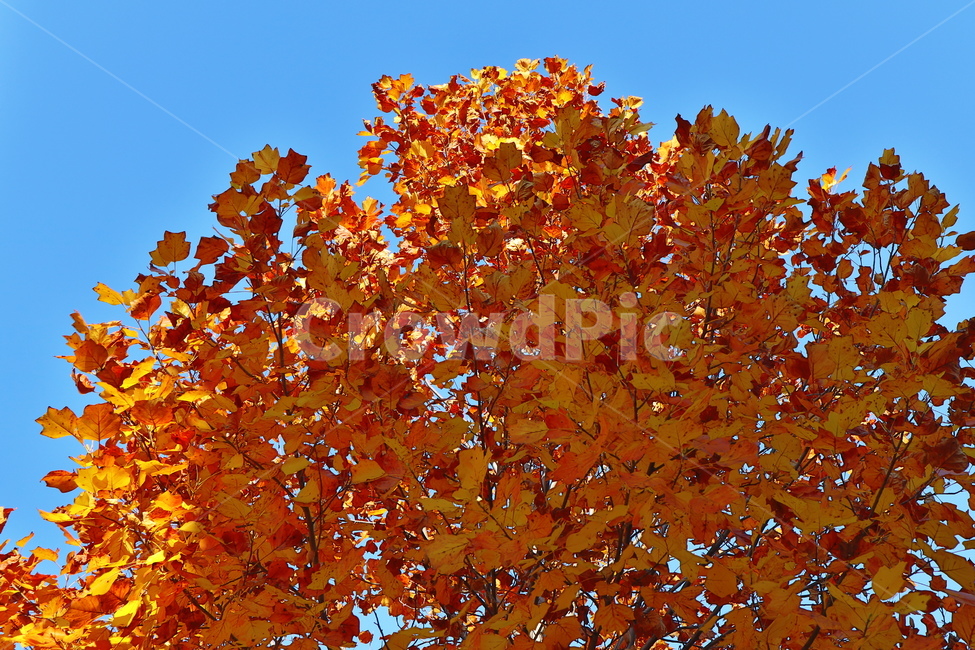 가을,낙엽,나무,tree,계절,가을,계절,fall,autumn,season,식물,자연,plants,nature,나무,trees,wood,plant,leaf,잎,maple,단풍