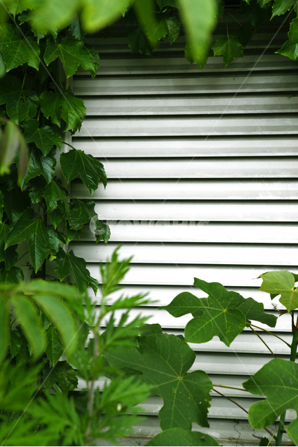 건축,건물,풀,초록,봄,햇빛,철,식물,자연,plants,nature