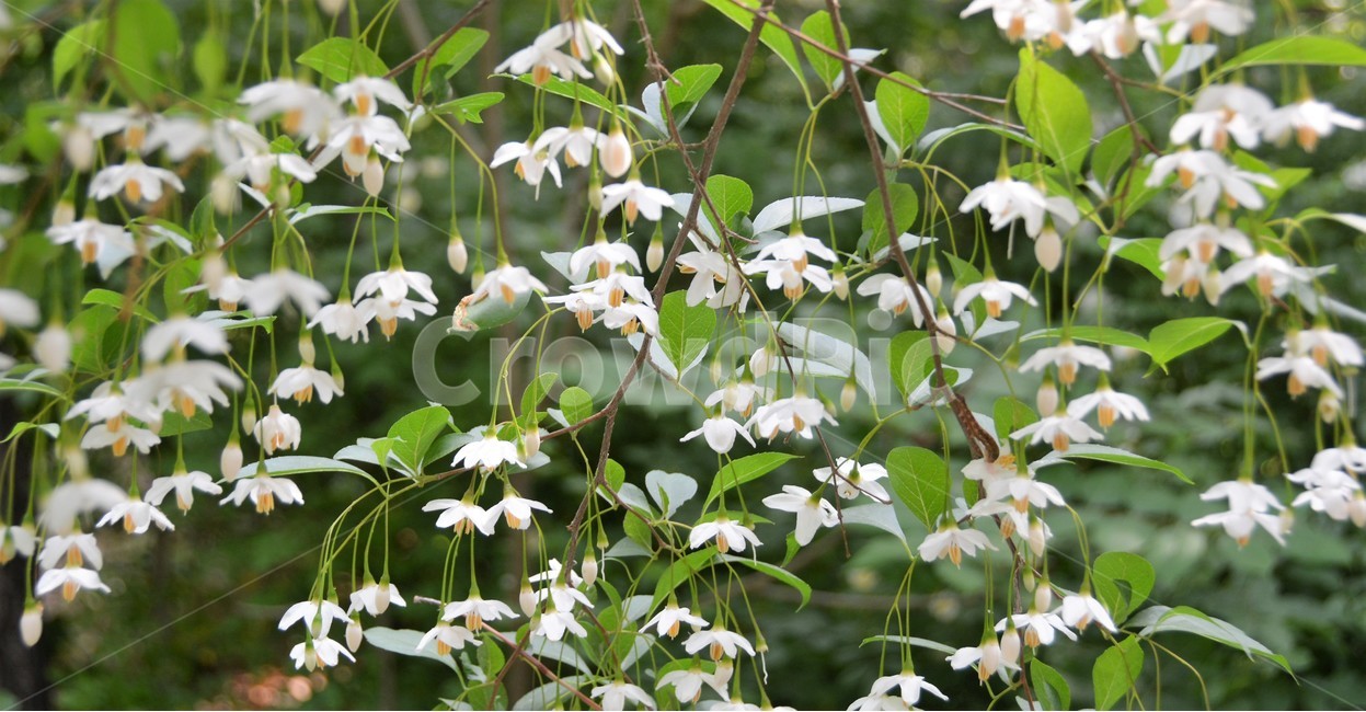 나무,식물,자연,꽃,숲속,식물,자연,plants,nature,꽃,flower