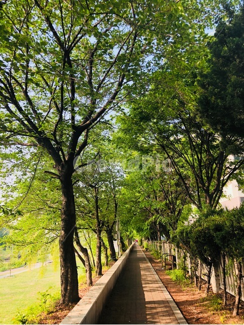 outdoors,tree,plant,arbour,grass,treetrunk,옥외,나무,식물,정자,나무줄기,잔디,산책,자연,nature,road,길,골목,낮,daytime,day,자연,풍경,nature,landscape,garden,정원