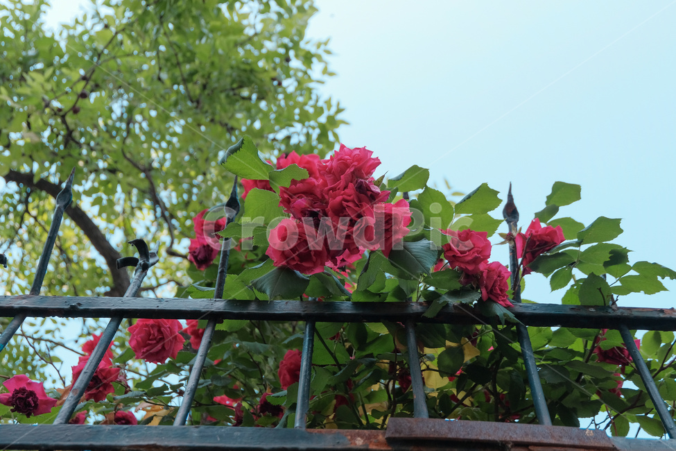 장미,담벼락,꽃,붉은,식물,rose,wall,flower,red,plant