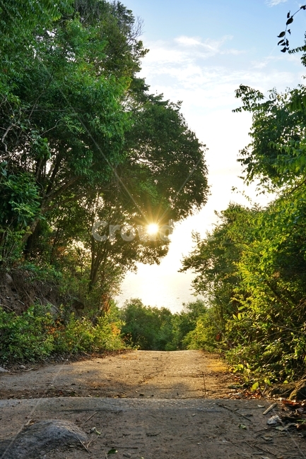light,빛,flare,플레어,asphalt,아스팔트,tarmac,sunlight,햇빛,일몰,sunset,숲,forest