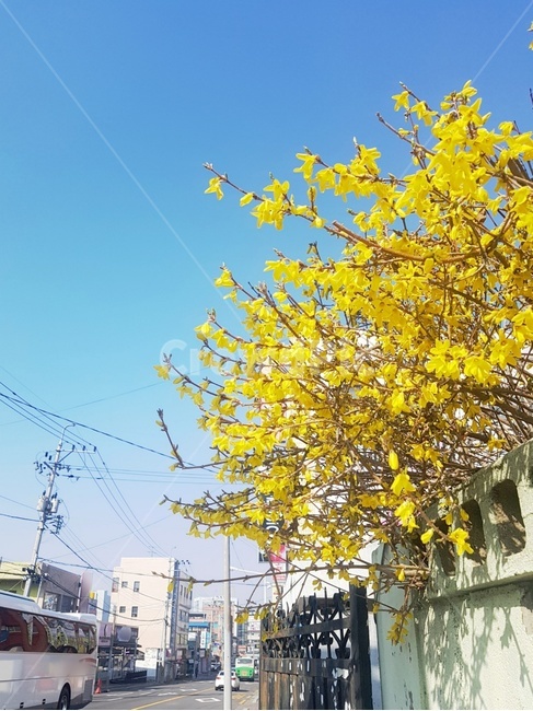 봄,여름,개나리,꽃,풍경,하늘,청량