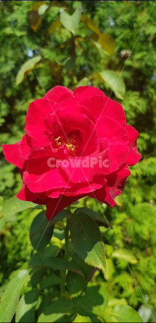 장미,빨강,빨간,blossom,제라늄,flower,꽃,plant,식물,geranium,여름,봄,정원,공원,야외