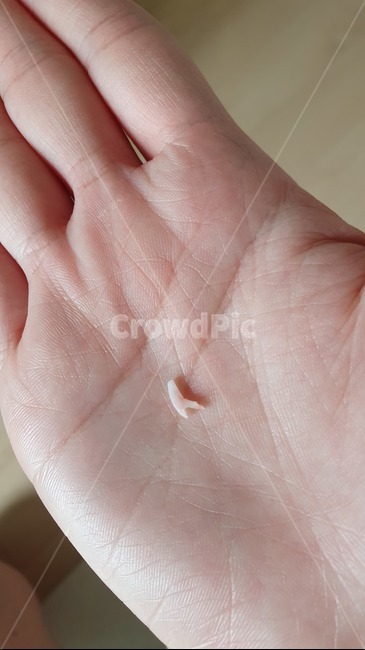 손,강아지유치,송곳니,강아지,강아지이빨