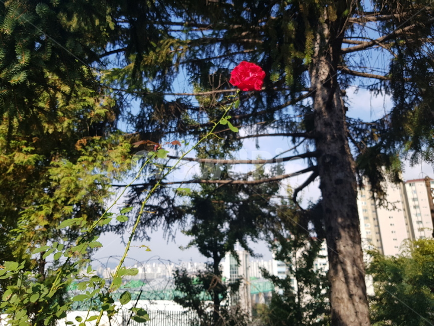 꽃,장미,빨강,나무,초록,식물,자연,plants,nature