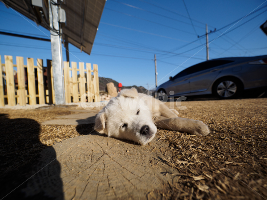 강아지,스피츠,애완동물,개,유아기,puppy,spitz,dog,baby,동물,animal,포유류,mammal,개,강아지,dog,doggy