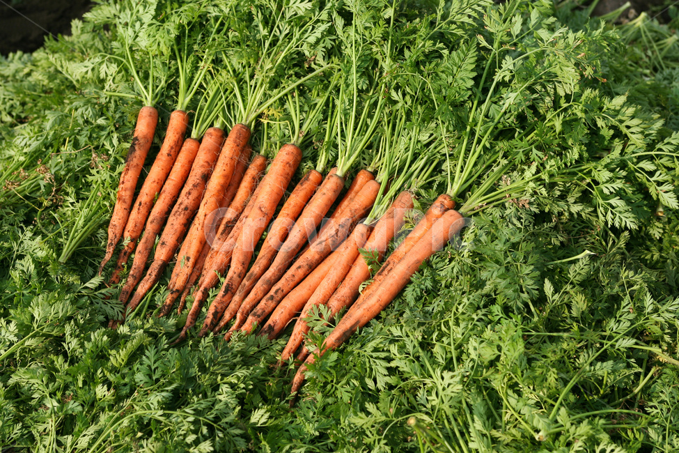 야채,당근,다이어트,건강,유기농,제주,농장,자연,carrot,carrots,food,vegetable,fresh,orange,bunch,organic,healthy,vegetables,green,raw,isolated,root,agriculture,garden,diet,market,vegetarian,leaf,white,harvest,vitamin,ripe,nature,carrotcarrot,farm,closeup,color,colorful,country,diete,cofarmer,farmersmarket,farming,background,greenhealthhealthyfoodshealthylifehealthylifestylehealthylifestylebackground,jejuisland,jejukorea,natural,naturelandscape,nutrition,organicbackground,organicfarm,음식,식재료,요리,food,cook,meal,dishes,food reserves,채소,야채,vegetables,산업,industry,industrial,농업,농사,agriculture,farming,farming industry