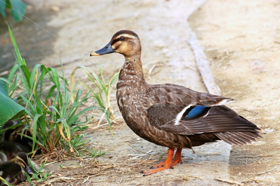 오리,새,조류,동물,철새,어미,어미새,깃털,부리,날개,자연,생태,bird,duck,동물,animal,조류,새,birds