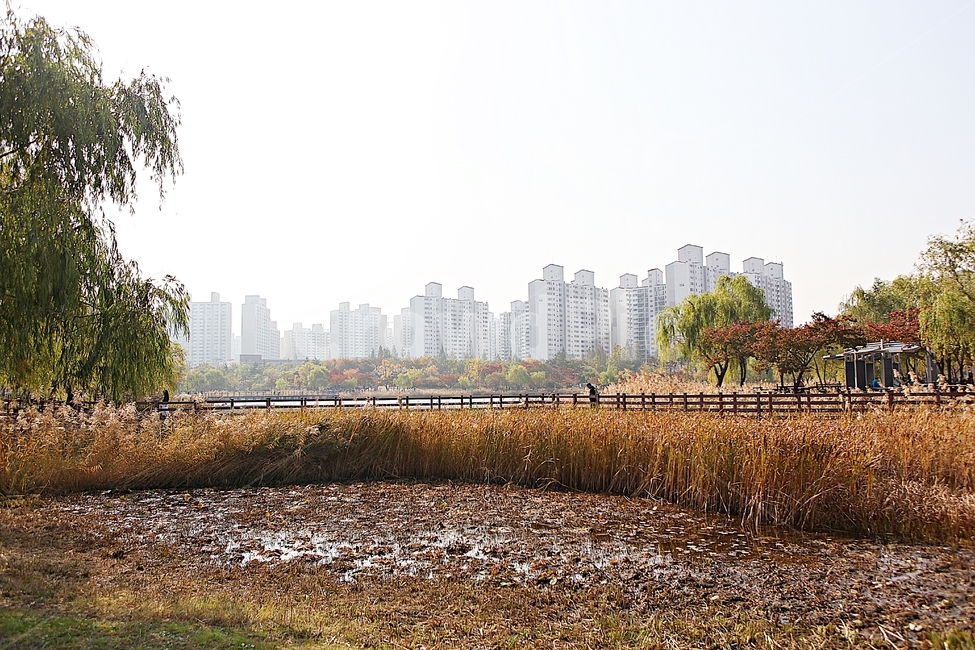 부천호수공원,호수,갈대,억새,식물,자연,풍경,풀,잡초,공원,가을,계절,fall,autumn,season,자연,풍경,nature,landscape,tree,나무,plant