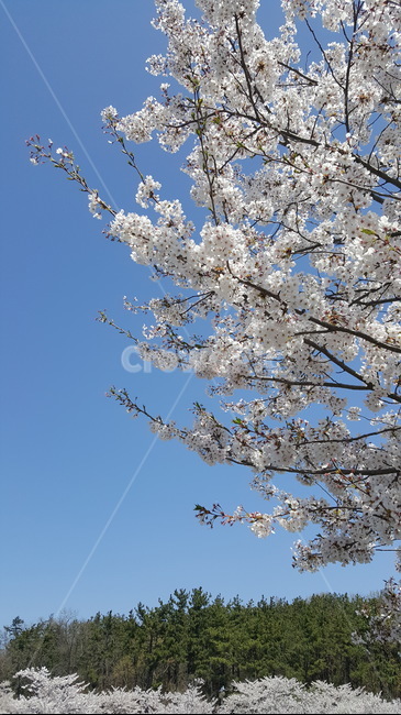 벚꽃,꽃,봄,flower,blossom