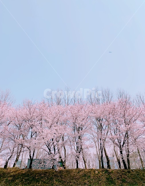 벚꽃,벚나무,blossom,cherryblossom,봄