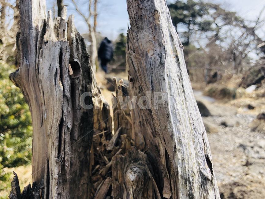 자연,나무,바위,감성,이국적,풀,숲,산,식물,자연,plants,nature,나무,trees,wood