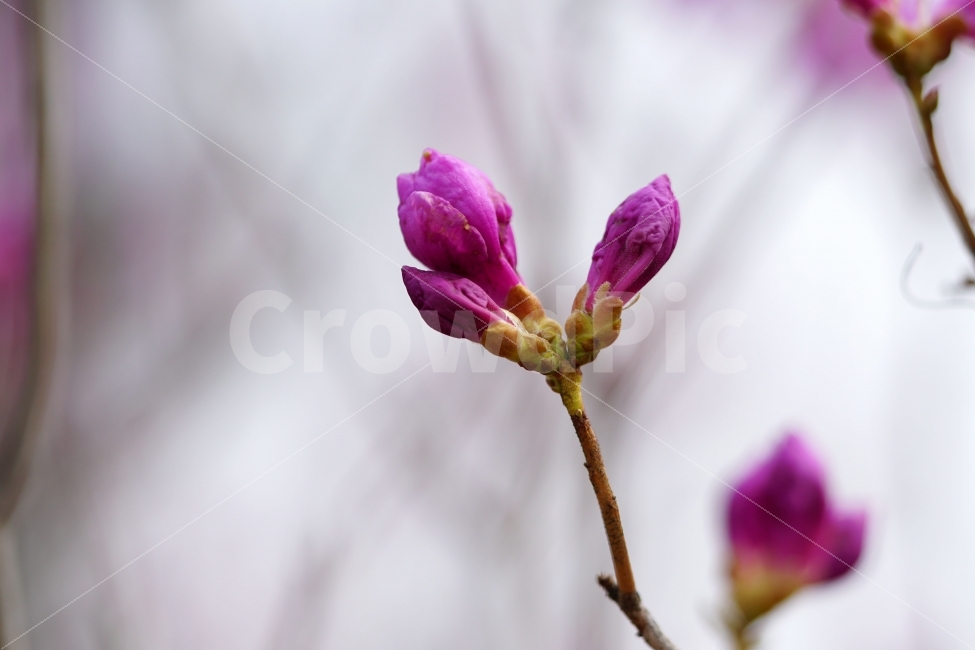 진달래,꽃,플라워,꽃봉오리,식물,자연,flower,nature,spring,접사,macro,클로즈업,closeup,tree,숲,숲속,산림,삼림,조경,plants,봄꽃,감성,힐링,풍경,landscape,식물,자연,plants,nature,봄,계절,spring,season,꽃,flower,blossom,geranium,제라늄,plant