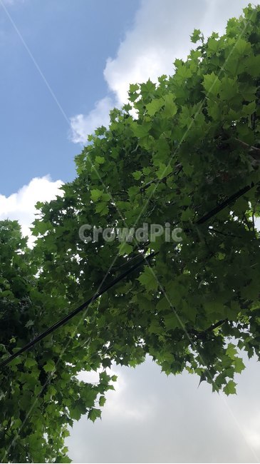 plant,식물,나무줄기,tree,나무,treetrunk,하늘