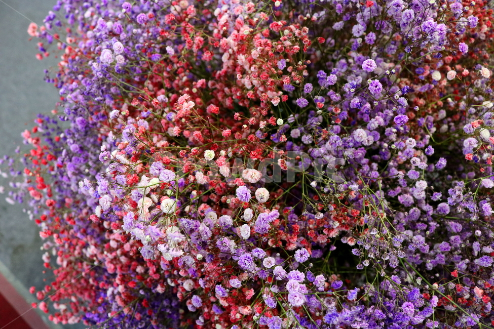 안개꽃,꽃,식물,석죽과,원예,식물,자연,plants,nature,꽃,flower