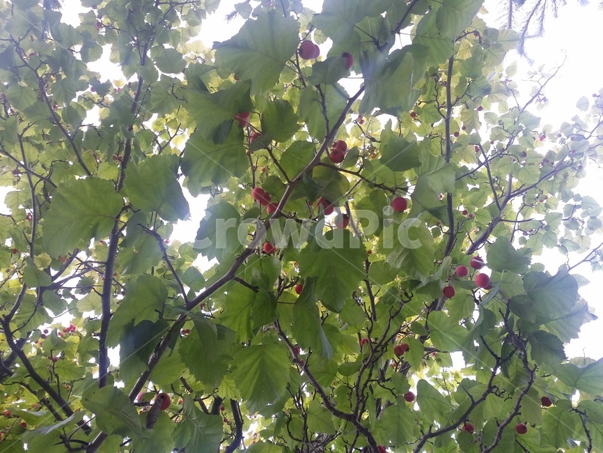plant,식물,햇빛,자연,나무,나무열매,열매,식물,자연,plants,nature