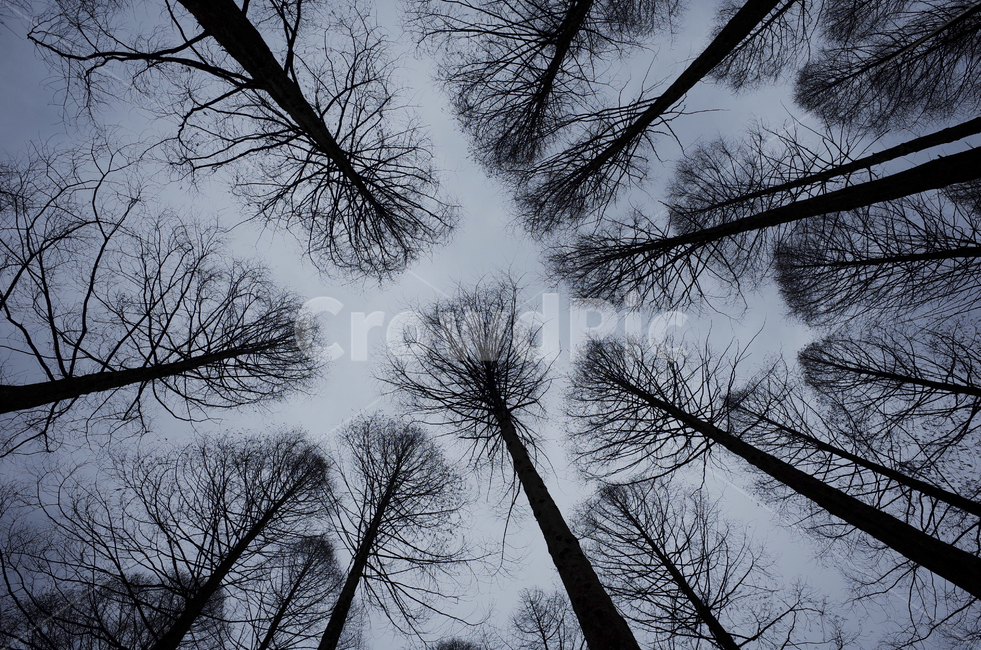 tree,나무,plant,식물,silhouette,실루엣,나뭇가지,branch