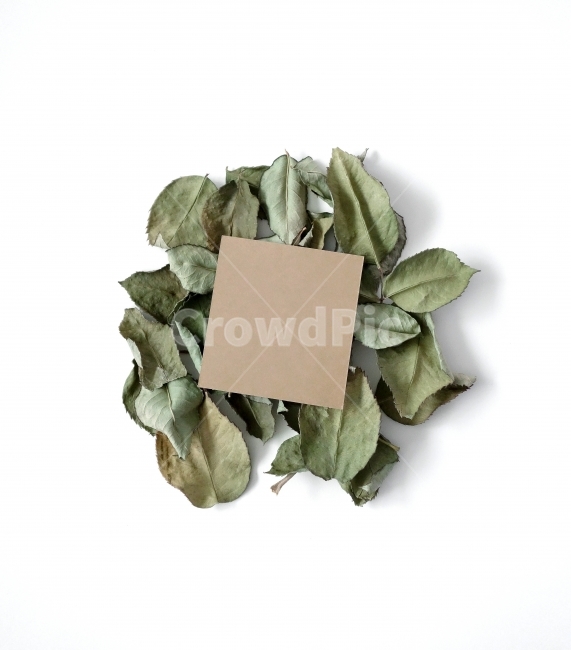 나뭇잎,잎,말린잎,드라이플라워,메모,소품,데코,prop,object,leaves,leaf,dryplan,memo,decoration,whitebackground,latter,event,사물,물건,오브젝트,thing,object,matter,연출,컨셉,콘셉,direction,concept,누끼,remove background