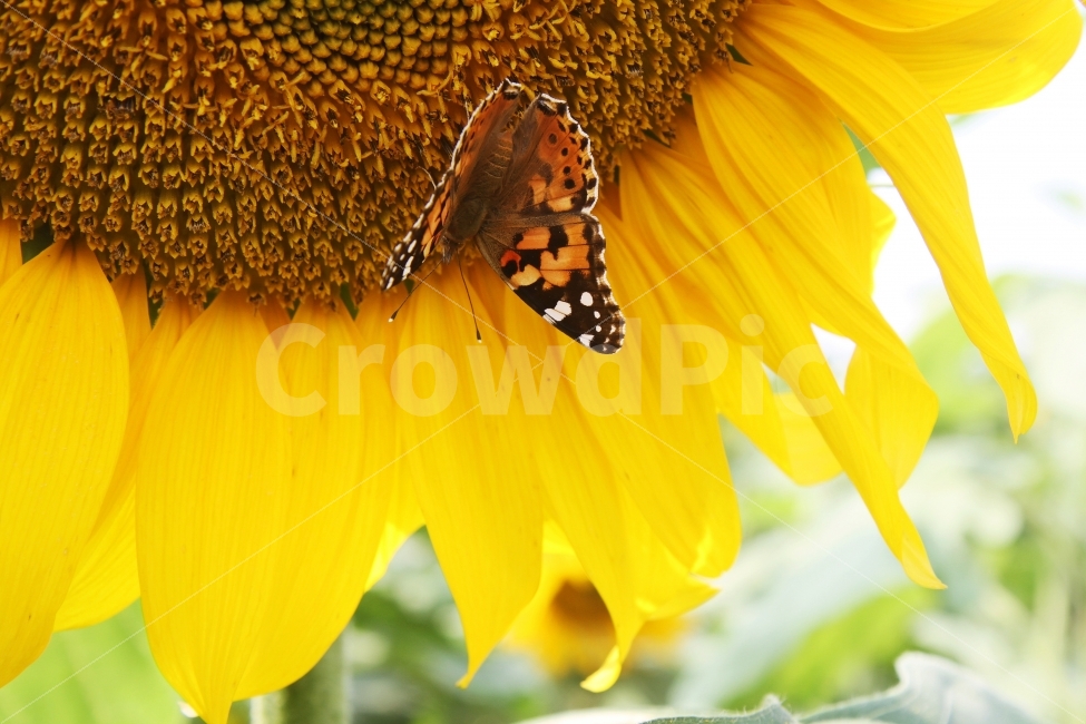 해바라기,꽃,가을꽃,나비,감성사진,자연,식물,식물,자연,plants,nature,꽃,flower,동물,animal,곤충,벌레,insect,bug