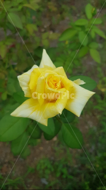 식물,꽃,장미,노란,노랑,식물,자연,plants,nature,꽃,flower