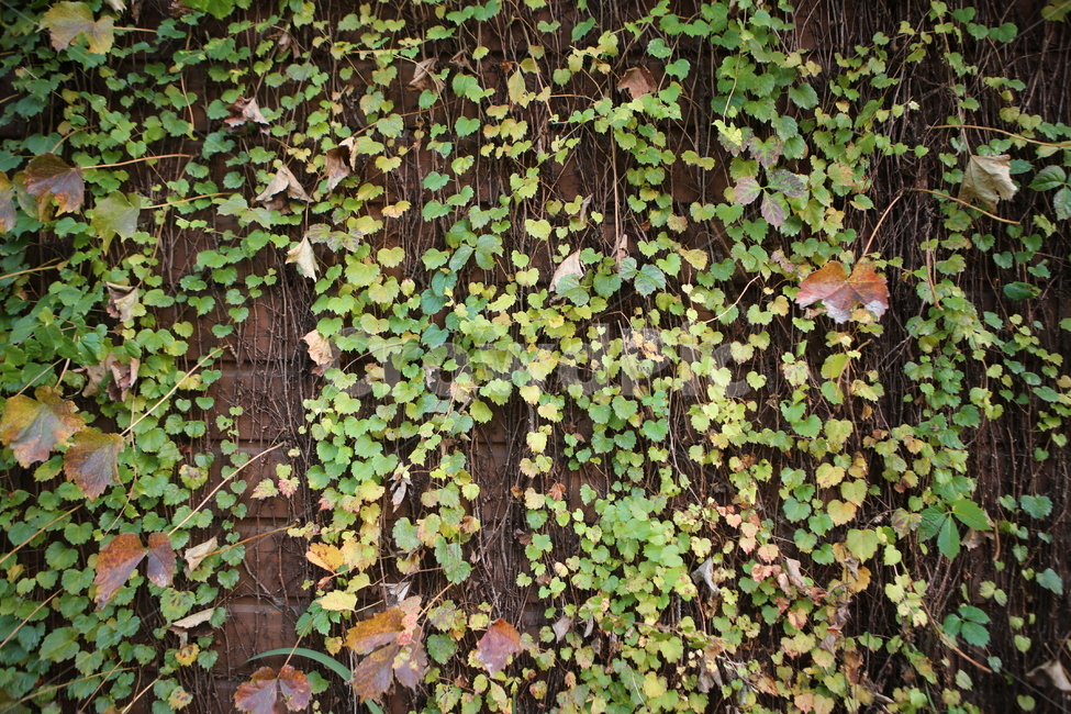 담쟁이,자연,나뭇잎,초록,단풍,식물,자연,plants,nature