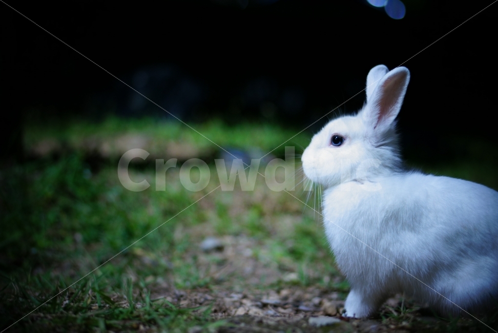 풀,토끼,흰토끼,동물,자연,동식물,animal,Rabbit,동물,animal,포유류,mammal