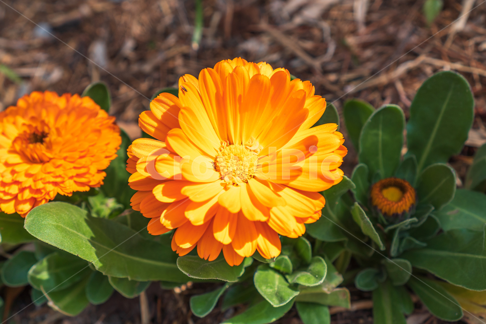 꽃,봄꽃,봄,식물,자연,nature,flower,spring,식물,자연,plants,nature,꽃,flower