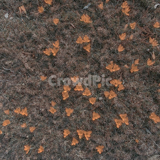 꽃,잔디,flower,노랑,노란꽃