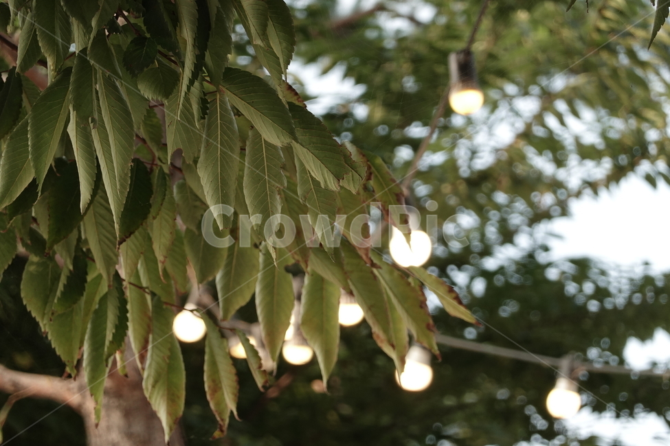 나무,식물,조명,빛,자연,식물,자연,plants,nature
