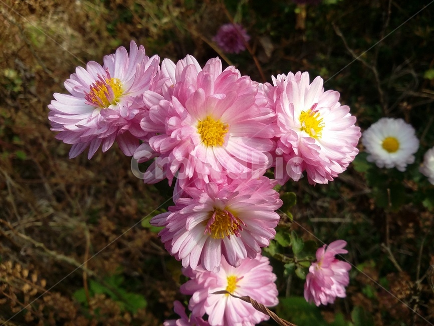 plant,식물,꽃,자연,flower,식물,자연,plants,nature,꽃,flower