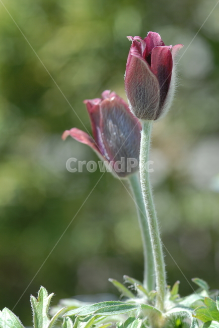 식물,꽃,할미꽃,붉은꽃,할머니꽃,접사,식물,자연,plants,nature,꽃,flower