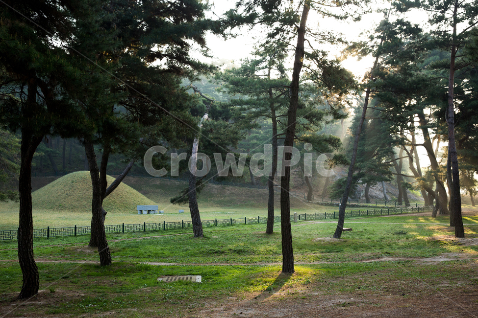 탈해왕릉,소나무,경주시,경북,한국,왕릉,나무,숲,야외,공원,산책,산책로,실외,햇살,햇빛,사적