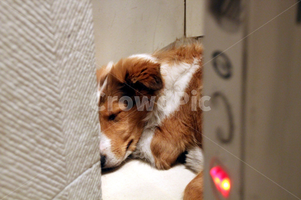 강아지,개,dog,귀여운,댕댕이,콜리,잠든,잠자는,동물,animal,포유류,mammal,고양이,cat,kitten,kitty