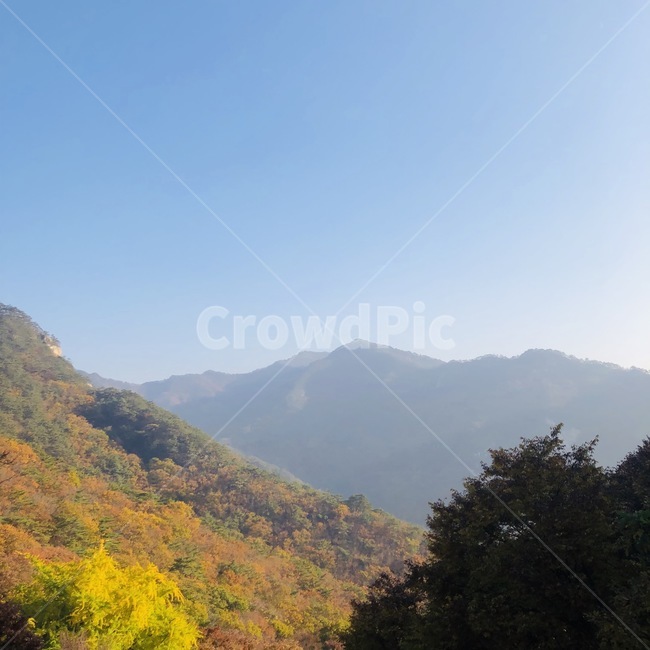 나무,자연,단풍,숲,하늘,맑음,가을,계절,nature