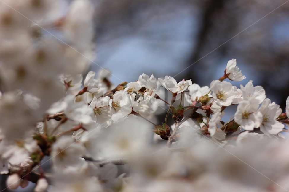 봄,봄꽃,벚꽃,꽃,spring,springtime,cherryblossom,landscape,scenery,flower,picture,풍경,봄,계절,spring,season,식물,자연,plants,nature,꽃,flower,plant,cherry blossom,blossom