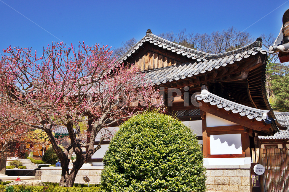 통도사,봄,홍매화,법보사찰,삼보사찰,전각,한국전통,한국문화,korean traditional,korean culture,건축물,건물외관,exterior,building,structure,architecture,construction