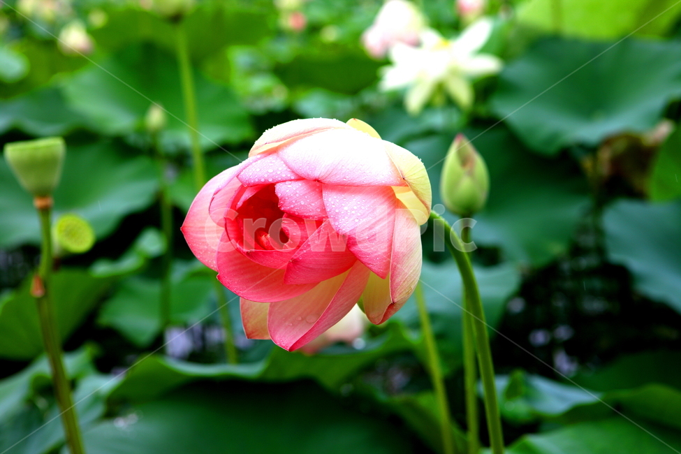 꽃,식물,연꽃,풍경,자연,식물,자연,plants,nature,꽃,flower
