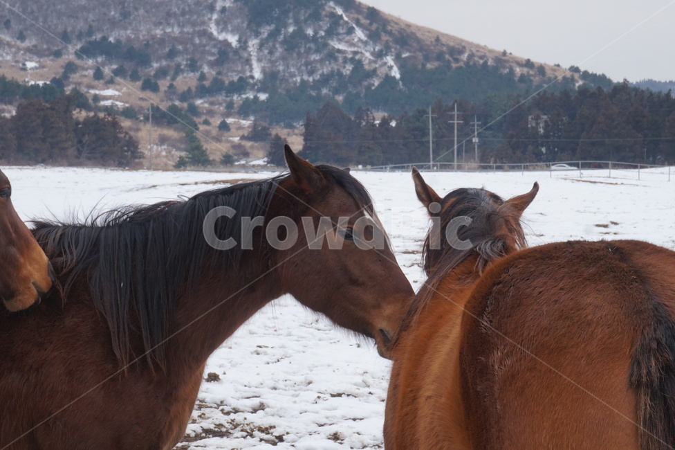 말,동물,토종말,제주도말,동물교감,horse,jejuhorse,겨울,계절,winter,season,동물,animal,포유류,mammal
